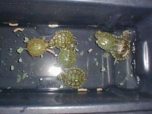 Feeding Baby Turtles